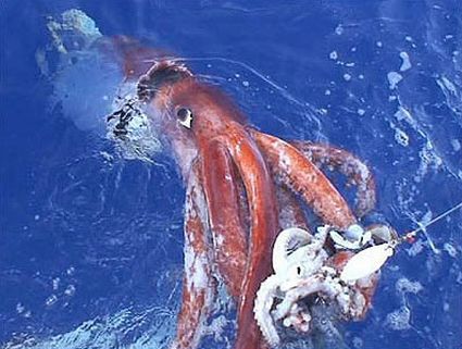 colossal squids eye