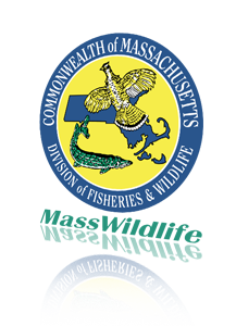 Massachusetts Logo