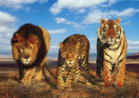 most-dangerous-game-lion-leopard-tiger-w
