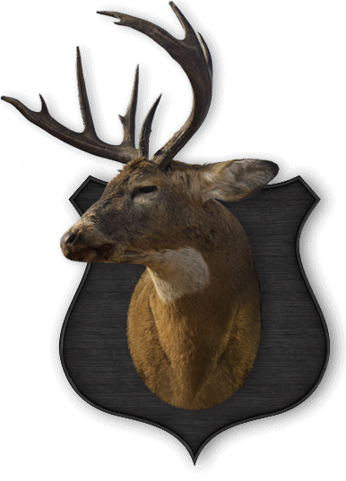 buck