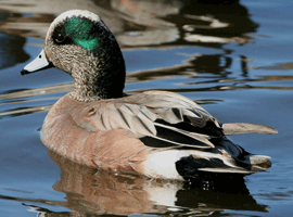 wigeon drake