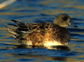 wigeon hen