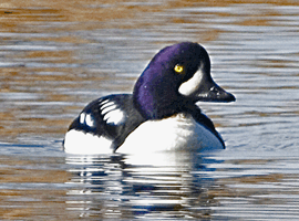 barrows drake 