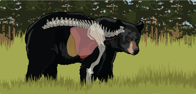 Black Bear Vitals
