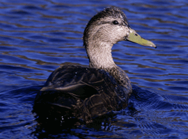 black duck hen 