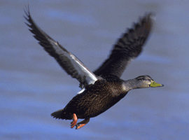 [Image: BlackDuck2.gif]