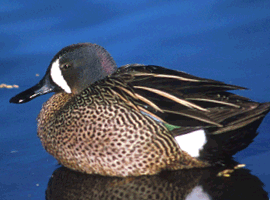 blue winged teal drake