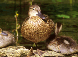 blue winged teal hen 