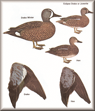Blue Winged Teal