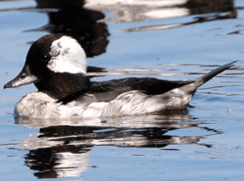 bufflehead drake 