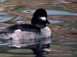 bufflehead hen 