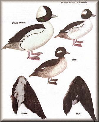 Bufflehead