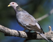 Band-Tailed Pigeon Band-Tailed Pigeon