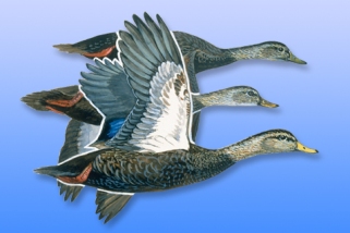 Black Duck Black Duck