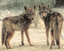 Coyote