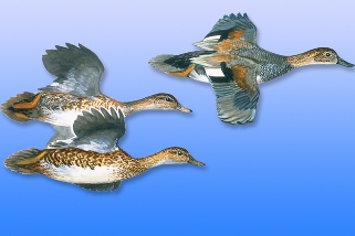 Gadwall Gadwall