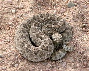Western Rattlesnake Western Rattlesnake