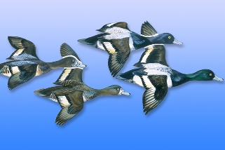 Scaup Scaup