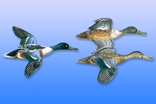 Shoveler Shoveler