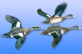 Wigeon Wigeon