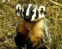 Badger