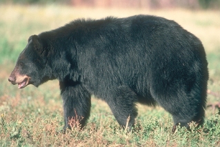 Black Bear Black Bear