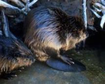 Beaver