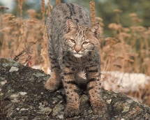 bobcat
