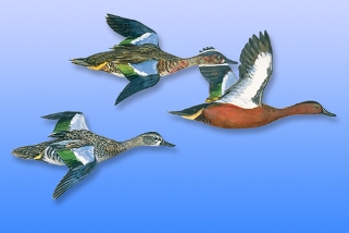 Cinnamon Teal