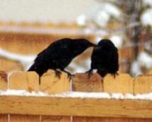 Common Crow