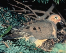 Mourning Dove Mourning Dove