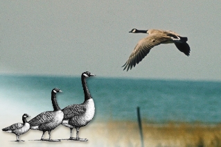 Canada Goose Canada Goose