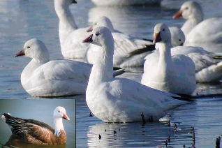 Ross Goose Ross Goose