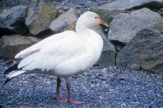 Snow Goose Snow Goose