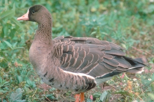 Whitefront Goose Whitefront Goose