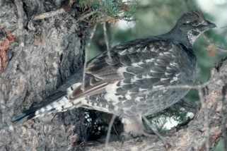 Dusky Grouse
