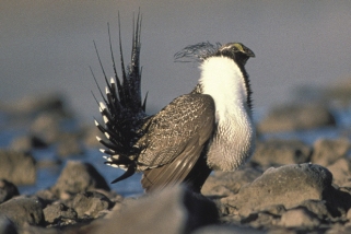 Sage Grouse