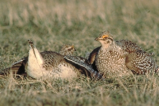 Sharp-Tailed Grouse
