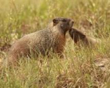 Marmot