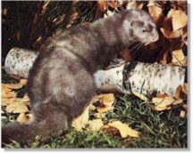 Mink