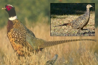 Ring-Necked Pheasant