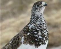 Willow Ptarmigan