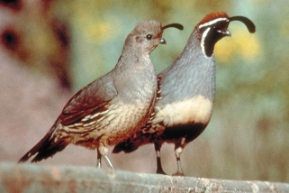 Gambel's Quail Gambel's Quail