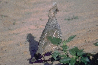 Scaled Quail Scaled Quail