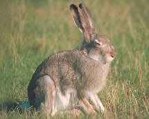 Jack Rabbit