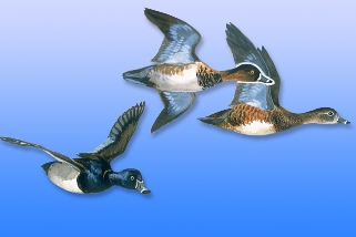 Ring-neck
