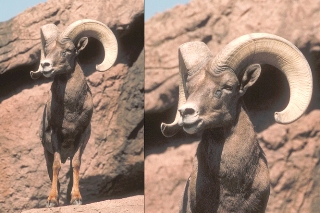 Desert Bighorn