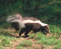 Skunk