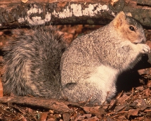 Fox Squirrel