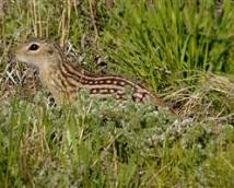 Ground Squirrel
